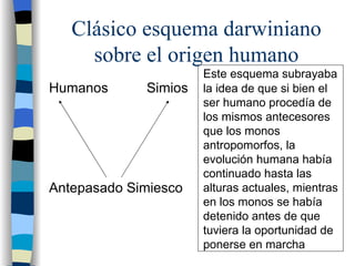 Clásico esquema darwiniano sobre el origen humano Humanos  Simios Antepasado Simiesco Este esquema subrayaba la idea de que si bien el ser humano procedía de los mismos antecesores que los monos antropomorfos, la evolución humana había continuado hasta las alturas actuales, mientras en los monos se había detenido antes de que tuviera la oportunidad de ponerse en marcha 