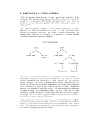 II. ORGANIZACION ANATOMICA CEREBRAL

  Todos los animales tienen Sistema Nervioso, con la única excepción de los
unicelulares. Para nuestro propósito bastaría sólo el Sistema Nervioso Central de los
mamíferos, y específicamente del hombre. La subdivisión primaria y más evidente son
los Sistemas Nervioso Central y periférico. El S.N.C. comprende el encéfalo y la
médula espinal.

  La subdivisión periférica comprende las vías sensoriales (aferentes) y motoras
(eferentes) que llevan la información hacia y desde el S.N.C. El sistema motor
presenta dos subdivisiones adicionales: El Sistema Autónomo (involuntario) que
transmite señales al músculo liso, al cardíaco y a las glándulas, y el Sistema Somático
(voluntario) que estimula el músculo esquelético.


                                  ESQUEMA GLOBAL


                     S.N.C.                                  S.N.P.



        ENCEFALO                MEDULA             SENSORIAL              MOTOR
                               ESPINAL


                                                    AUTONOMO               SOMATICO



                                                         Parasimpático        Simpático


  Un sector muy importante del S.N. de los mamíferos es el tronco encefálico, su
denominación corresponde a la situación de esta estructura en la zona media e inferior
de ambos hemisferios. Está formado por el bulbo raquídeo que rige fu nciones
motoras y sensitivas y aloja además los correspondientes aparatos de coordinación en el
inferior. Se encuentra algo más arriba la protuberancia con el cerebelo que se relaciona
con el crecimiento de la corteza cerebral y además el conjunto cerebelo - protuberancia
interviene en la regulación de la actividad motora. En la parte central de la protuberancia
hay zonas de origen y de terminaciones craneales (nervios), como parte del tronco
encefálico se hallan los pedúnculos cerebrales donde se localizan otros nervios craneales
y más arriba están los hemisferios cerebrales, unidos entre si por un conjunto de fibras -
cuerpo calloso - y por el tronco encefálico mismo.

 Ambos hemisferios están revestidos en toda su extensión por la corteza cerebral y
contienen en su interior una masa de fibras que forman la denominada sustancia blanca.
Además hay otras estructuras denominadas en conjunto ´subcorticalesµ. Pero antes de
entrar en una descripción más particularizada de ella analizaremos cuál es el significado
de la acumulación de tejido nervioso en el cerebro.
 