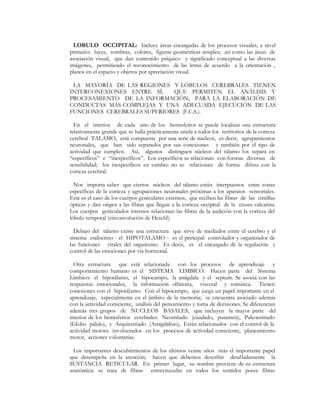 LOBULO OCCIPITAL: Incluye áreas encargadas de los procesos visuales, a nivel
primario: luces, sombras, colores, figuras geométricas simples; así como las áreas de
asociación visual, que dan contenido psíquico y significado conceptual a las diversas
imágenes, permitiendo el reconocimiento de las letras de acuerdo a la orientación ,
planos en el espacio y objetos por apreciación visual.

 LA MAYORÍA DE LAS REGIONES Y LÓBULOS CEREBRALES TIENEN
INTERCONEXIONES ENTRE SÍ,    QUE PERMITEN EL ANÁLISIS Y
PROCESAMIENTO DE LA INFORMACIÓN, PARA LA ELABORACIÓN DE
CONDUCTAS MÁS COMPLEJAS Y UNA ADECUADA EJECUCIÓN DE LAS
FUNCIONES CEREBRALES SUPERIORES (F.C.S.).

  En el interior de cada uno de los hemisferios se puede localizar una estructura
relativamente grande que se halla prácticamente unida a todos los territorios de la corteza
cerebral TALAMO, está compuesta por una serie de núcleos, es decir, agrupamientos
neuronales, que han sido separados por sus conexiones y también por el tipo de
actividad que cumplen. Así, algunos distinguen núcleos del tálamo los separa en
´específicosµ e ´inespecíficosµ. Los específicos se relacionan con formas diversas de
sensibilidad; los inespecíficos en cambio no se relacionan de forma difusa con la
corteza cerebral.

  Nos importa saber que ciertos núcleos del tálamo están interpuestos entre zonas
específicas de la corteza y agrupaciones neuronales próximas a los aparatos sensoriales.
Este es el caso de los cuerpos geniculares externos, que reciben las fibras de las cintillas
ópticas y dan origen a las fibras que llegan a la corteza occipital de la cisura calcarina.
Los cuerpos geniculados internos relacionan las fibras de la audición con la corteza del
lóbulo temporal (circonvolución de Heschl).

  Debajo del tálamo existe una estructura que sirve de mediador entre el cerebro y el
sistema endocrino - el HIPOTALAMO - es el principal controlador y organizador de
las funciones vitales del organismo. Es decir, es el encargado de la regulación y
control de las emociones por vía hormonal.

  Otra estructura que está relacionada con los procesos de aprendizaje y
comportamiento humano es el SISTEMA LIMBICO. Hacen parte del Sistema
Límbico: el hipotálamo, el hipocampo, la amígdala y el septum. Se asocia con las
respuestas emocionales, la información olfatoria, visceral y somática. Tienen
conexiones con el hipotálamo. Con el hipocampo, que juega un papel importante en el
aprendizaje, especialmente en el ámbito de la memoria; se encuentra asociado además
con la actividad consciente, análisis del pensamiento y toma de decisiones. Se diferencian
además tres grupos de NUCLEOS BASALES, que incluyen la mayor parte del
interior de los hemisferios cerebrales: Neostriado (caudado, putamen), Paleoestriado
(Globo pálido), y Arquiestriado (Amigdalino), Están relacionados con el control de la
actividad motora involucrados en los procesos de actividad consciente, planeamiento
motor, acciones voluntarias.

 Los importantes descubrimientos de los últimos veinte años más el importante papel
que desempeña en la atención, hacen que debemos describir detalladamente la
SUSTANCIA RETICULAR. En primer lugar, su nombre proviene de su estructura
anatómica: se trata de fibras entrecruzadas en todos los sentidos posee fibras
 