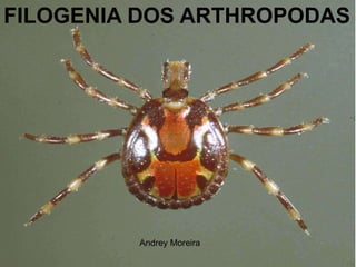 FILOGENIA DOS ARTHROPODAS




         Andrey Moreira
 