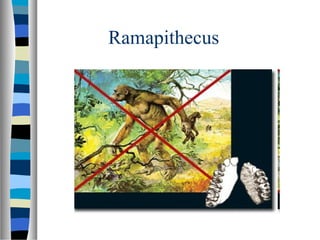 Ramapithecus Description Filogenia del ser humano | PPT