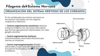 Filogenia del Sistema Nervioso - SG#1.pptx
