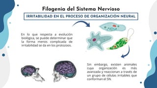 Filogenia del Sistema Nervioso - SG#1.pptx