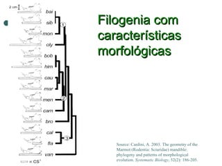 Filogenia com
características
morfológicas




   Source: Cardini, A. 2003. The geometry of the
   Marmot (Rodentia: Sciuridae) mandible:
   phylogeny and patterns of morphological
   evolution. Systematic Biology, 52(2): 186-205.
 
