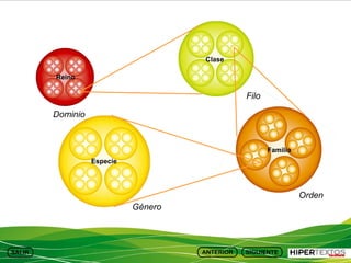 Clase
Reino

Filo
Dominio

Familia
Especie

Orden
Género

 