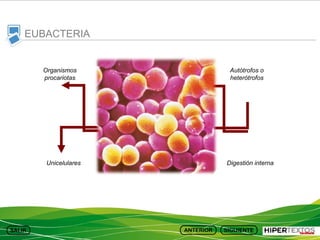 EUBACTERIA

Organismos
procariotas

Unicelulares

Autótrofos o
heterótrofos

Digestión interna

 