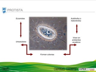 PROTISTA
Eucariotas

Autótrofos o
heterótrofos

Viven en
ambientes
acuáticos

Unicelulares

Forman colonias

 