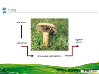FUNGI

Eucariotas

Digestión
externa

Heterótrofos

Unicelulares o pluricelulares

 