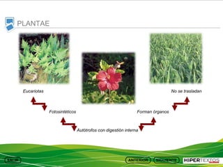 PLANTAE

Eucariotas

No se trasladan

Fotosintéticos

Forman órganos

Autótrofos con digestión interna

 