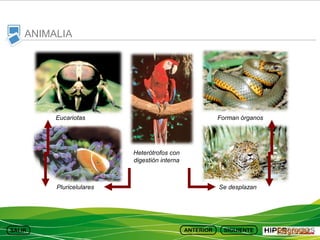 ANIMALIA

Eucariotas

Forman órganos

Heterótrofos con
digestión interna

Pluricelulares

Se desplazan

Regresar

 