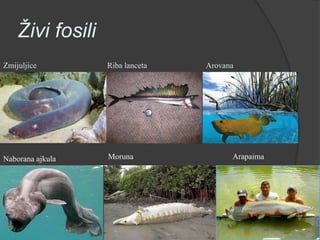 Filogenija zivog svijeta | PPTX