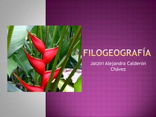 Filogeografía Jatziri Alejandra Calderón Chávez 