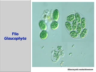 Glaucocystis nostochinearum
 