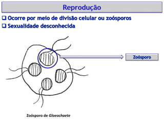 Zoósporo de Gloeochaete