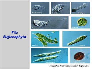 Fotografias de diversos gêneros de Euglenófitos