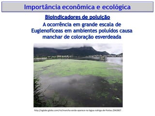 http://oglobo.globo.com/rio/mancha-verde-aparece-na-lagoa-rodrigo-de-freitas-2942807