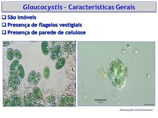 Glaucocystis nostochinearum