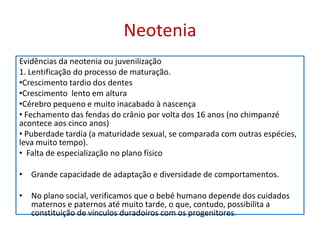 Neotenia
Evidências da neotenia ou juvenilização
1. Lentificação do processo de maturação.
•Crescimento tardio dos dentes
•Crescimento lento em altura
•Cérebro pequeno e muito inacabado à nascença
• Fechamento das fendas do crânio por volta dos 16 anos (no chimpanzé
acontece aos cinco anos)
• Puberdade tardia (a maturidade sexual, se comparada com outras espécies,
leva muito tempo).
• Falta de especialização no plano físico

• Grande capacidade de adaptação e diversidade de comportamentos.

• No plano social, verificamos que o bebé humano depende dos cuidados
  maternos e paternos até muito tarde, o que, contudo, possibilita a
  constituição de vínculos duradoiros com os progenitores.
 