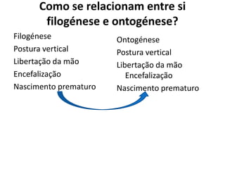 Como se relacionam entre si
       filogénese e ontogénese?
Filogénese             Ontogénese
Postura vertical       Postura vertical
Libertação da mão      Libertação da mão
Encefalização             Encefalização
Nascimento prematuro   Nascimento prematuro
 