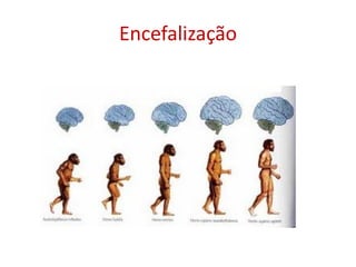 Encefalização
 