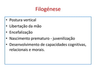 Filogénese
•   Postura vertical
•   Libertação da mão
•   Encefalização
•   Nascimento prematuro - juvenilização
•   Desenvolvimento de capacidades cognitivas,
    relacionais e morais.
 