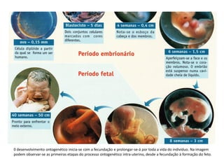 0 desenvolvimento ontogenético inicia-se com a fecundação e prolongar-se-á por toda a vida do indivíduo. Na imagem
podem observar-se as primeiras etapas do processo ontogenético intra-uterino, desde a fecundação à formação do feto.
 