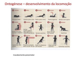 Ontogénese – desenvolvimento da locomoção




     Inacabamento psicomotor
 