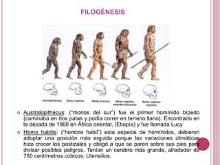 FILOGÉNESIS
 Australopithecus: (“monos del sur”) fue el primer homínido bípedo
(caminaba en dos patas y podía correr en terreno llano). Encontrado en
la década de 1960 en África oriental, (Etiopía) y fue llamada Lucy
 Homo habilis: (“hombre habil”) esta especie de homínidos, debieron
adoptar una posición más erguida porque las variaciones climáticas
hizo crecer los pastizales y obligó a que se paren sobre sus pies para
divisar posibles peligros. Tenían un cerebro más grande, alrededor de
750 centímetros cúbicos. Utensilios.
 