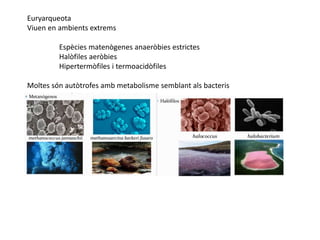 Euryarqueota
Viuen en ambients extrems
Espècies matenògenes anaeròbies estrictes
Halòfiles aeròbies
Hipertermòfiles i termoacidòfiles
Moltes són autòtrofes amb metabolisme semblant als bacteris
 