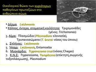 Δέρμα :   Leishmania  Κόλπος ,  έντερο, στοματική κοιλότητα :   Τριχομονάδες  (γένος :   Trichomonas ) 3.  Αίμα :   Πλασμώδια  ( Plasmodium :  ελονοσία) ,   Τρυπανοσώματα ( T .  brucei :  νόσος του ύπνου )   4.  Σπλήνας :   Leishmania   5.  Ήπαρ :   Leishmania , Entamoeba  6.  Μυοκάρδιο :   Trypanosoma cruzi   (νόσος  Chagas)  7.  Κ.Ν.Σ :   Trypanosoma,  Toxoplasma  (επίκτητη , συγγενής τοξοπλάσμωση),  Plasmodium   Οικολογικοί θώκοι των  κυριότερων  παθογόνων πρωτοζώων στο ανθρώπινο σώμα : 