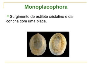 Monoplacophora
Surgimento de estilete cristalino e da
concha com uma placa.
 