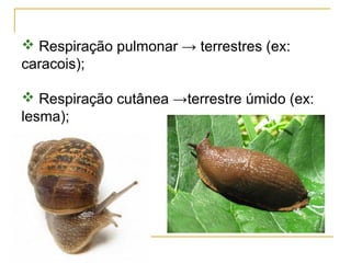  Respiração pulmonar → terrestres (ex:
caracois);

 Respiração cutânea →terrestre úmido (ex:
lesma);
 
