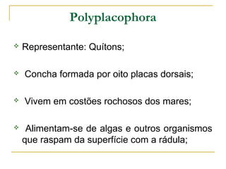 Polyplacophora

   Representante: Quítons;

   Concha formada por oito placas dorsais;

   Vivem em costões rochosos dos mares;

    Alimentam-se de algas e outros organismos
    que raspam da superfície com a rádula;
 