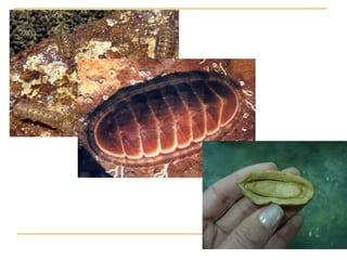 Filo mollusca