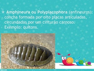  Amphineura ou Polyplacophora (anfineuros):
concha formada por oito placas articuladas,
circundadas por um cinturão carnoso.
Exemplo: quítons.
 
