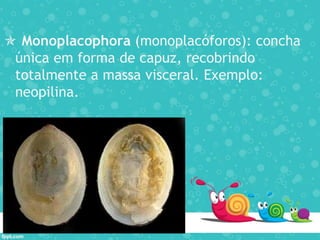  Monoplacophora (monoplacóforos): concha
única em forma de capuz, recobrindo
totalmente a massa visceral. Exemplo:
neopilina.
 