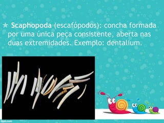  Scaphopoda (escafópodos): concha formada
por uma única peça consistente, aberta nas
duas extremidades. Exemplo: dentalium.
 