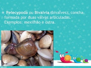 Pelecypoda ou Bivalvia (bivalves): concha
formada por duas valvas articuladas.
Exemplos: mexilhão e ostra.
 