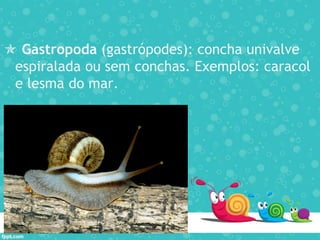  Gastropoda (gastrópodes): concha univalve
espiralada ou sem conchas. Exemplos: caracol
e lesma do mar.
 
