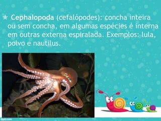  Cephalopoda (cefalópodes): concha inteira
ou sem concha, em algumas espécies é interna
em outras externa espiralada. Exemplos: lula,
polvo e nautilus.
 