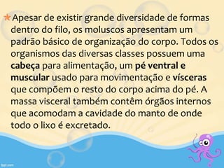 Apesar de existir grande diversidade de formas
dentro do filo, os moluscos apresentam um
padrão básico de organização do corpo. Todos os
organismos das diversas classes possuem uma
cabeça para alimentação, um pé ventral e
muscular usado para movimentação e vísceras
que compõem o resto do corpo acima do pé. A
massa visceral também contêm órgãos internos
que acomodam a cavidade do manto de onde
todo o lixo é excretado.
 