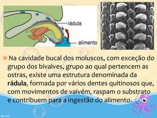 Na cavidade bucal dos moluscos, com exceção do
grupo dos bivalves, grupo ao qual pertencem as
ostras, existe uma estrutura denominada da
rádula, formada por vários dentes quitinosos que,
com movimentos de vaivém, raspam o substrato
e contribuem para a ingestão do alimento.
 