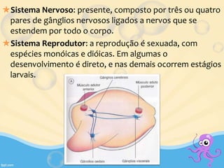 Sistema Nervoso: presente, composto por três ou quatro
pares de gânglios nervosos ligados a nervos que se
estendem por todo o corpo.
Sistema Reprodutor: a reprodução é sexuada, com
espécies monóicas e dióicas. Em algumas o
desenvolvimento é direto, e nas demais ocorrem estágios
larvais.
 