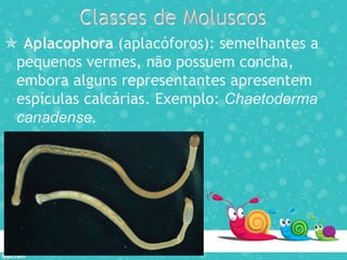  Aplacophora (aplacóforos): semelhantes a
pequenos vermes, não possuem concha,
embora alguns representantes apresentem
espículas calcárias. Exemplo: Chaetoderma
canadense.
 