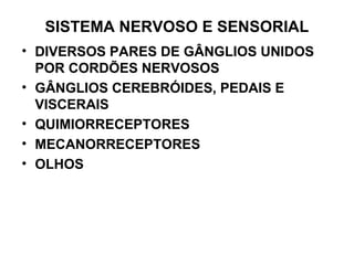 SISTEMA NERVOSO E SENSORIAL
• DIVERSOS PARES DE GÂNGLIOS UNIDOS
POR CORDÕES NERVOSOS
• GÂNGLIOS CEREBRÓIDES, PEDAIS E
VISCERAIS
• QUIMIORRECEPTORES
• MECANORRECEPTORES
• OLHOS
 