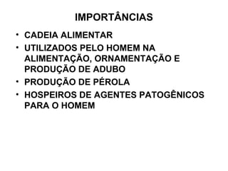 IMPORTÂNCIAS
• CADEIA ALIMENTAR
• UTILIZADOS PELO HOMEM NA
ALIMENTAÇÃO, ORNAMENTAÇÃO E
PRODUÇÃO DE ADUBO
• PRODUÇÃO DE PÉROLA
• HOSPEIROS DE AGENTES PATOGÊNICOS
PARA O HOMEM
 