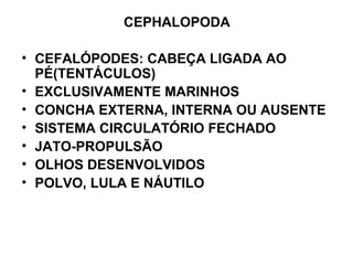 CEPHALOPODA
• CEFALÓPODES: CABEÇA LIGADA AO
PÉ(TENTÁCULOS)
• EXCLUSIVAMENTE MARINHOS
• CONCHA EXTERNA, INTERNA OU AUSENTE
• SISTEMA CIRCULATÓRIO FECHADO
• JATO-PROPULSÃO
• OLHOS DESENVOLVIDOS
• POLVO, LULA E NÁUTILO
 
