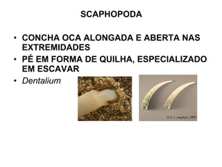 SCAPHOPODA
• CONCHA OCA ALONGADA E ABERTA NAS
EXTREMIDADES
• PÉ EM FORMA DE QUILHA, ESPECIALIZADO
EM ESCAVAR
• Dentalium
 