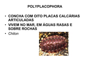 POLYPLACOPHORA
• CONCHA COM OITO PLACAS CALCÁRIAS
ARTICULADAS
• VIVEM NO MAR, EM ÁGUAS RASAS E
SOBRE ROCHAS
• Chiton
 