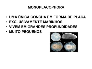 MONOPLACOPHORA
• UMA ÚNICA CONCHA EM FORMA DE PLACA
• EXCLUSIVAMENTE MARINHOS
• VIVEM EM GRANDES PROFUNDIDADES
• MUITO PEQUENOS
 